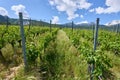 Typical vineyard in the region of Sierre, Valais, Switzerland