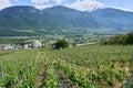 Typical vineyard in the region of Sierre, Valais, Switzerland