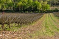 Typical vineyard in Spain. Royalty Free Stock Photo