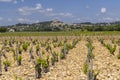 Typical vineyard with stones near Chateauneuf-du-Pape, Cotes du Rhone, France Royalty Free Stock Photo