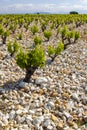 Typical vineyard with stones near Chateauneuf-du-Pape, Cotes du Rhone, France Royalty Free Stock Photo