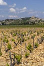 Typical vineyard with stones near Chateauneuf-du-Pape, Cotes du Rhone, France Royalty Free Stock Photo