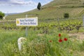 Typical vineyard near Tain l'Hermitage, Cotes du Rhone, France Royalty Free Stock Photo