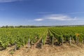 Typical vineyards near Aloxe-Corton, Cote de Nuits, Burgundy, France