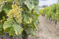 Typical vineyards near Chateau d Yquem, Sauternes, Bordeaux, Aquitaine, France