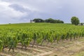 Typical vineyards near Chateau d Yquem, Sauternes, Bordeaux, Aquitaine, France