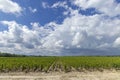 Typical vineyards near Chateau Dauzac, Margaux, Medoc, Bordeaux, Aquitaine, France Royalty Free Stock Photo