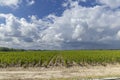 Typical vineyards near Chateau Dauzac, Margaux, Medoc, Bordeaux, Aquitaine, France Royalty Free Stock Photo