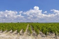 Typical vineyards near Chateau Latour, Bordeaux, Aquitaine, France Royalty Free Stock Photo
