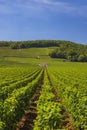 Typical vineyards near Clos de Vougeot, Cote de Nuits, Burgundy, France Royalty Free Stock Photo