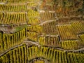 Typical vineyards of Valtellina IT