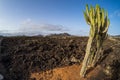 Typical volcanic landscape. Lanzarote