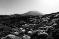 Typical volcanic landscape of Tenerife.