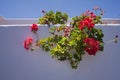 Typical white wall with flowers Canary Island