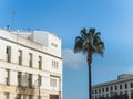 Typical white walled building in Cadiz with a palm tree against the blue sky Royalty Free Stock Photo