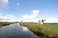 Typical wide dutch landscape Royalty Free Stock Photo