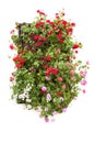 Typical Window decorated Pink and Red Flowers, Spain, Europe Royalty Free Stock Photo