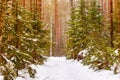 Typical winter in coniferous forest, snowy landscape. After heavy blizzard concept Royalty Free Stock Photo