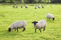 Typical wooly black and white irish sheep grazing on lush green Royalty Free Stock Photo