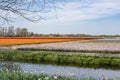 The typically Dutch bulb fields around the town of Lisse with orange and Red tulips and purple and pink hyacinths