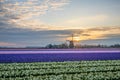 Typically dutch, hyacint field and a windwill during sunrise Royalty Free Stock Photo