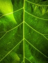 Extreme close up of green leave -Teak leaf structure and texture