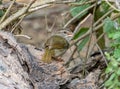 Olive Sparrow Emerging From a Texas Thicket