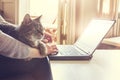 Typing at notebook with cat Royalty Free Stock Photo