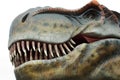 Tyrannosaur Rex head on white Royalty Free Stock Photo