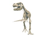 Tyrannosaur skeleton walking pose