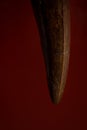 Tyrannosaur tooth against red background