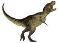 Tyrannosaurus Royalty Free Stock Photo