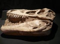 The Tyrannosaurus - cast of the braincase Royalty Free Stock Photo