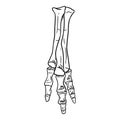 Tyrannosaurus fossilized foot hand drawn sketch image. Carnivorous reptile dinosaur leg fossil illustration drawing. Vector stock