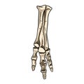 Tyrannosaurus fossilized foot hand drawn sketch image. Carnivorous reptile dinosaur leg fossil illustration drawing. Vector stock
