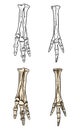 Tyrannosaurus fossilized foot hand drawn sketch image. Dinosaur reptile or bird leg fossil illustration drawing. Vector stock Royalty Free Stock Photo