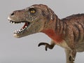 Tyrannosaurus rex Royalty Free Stock Photo