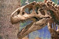 Tyrannosaurus Rex Dinosaur Head