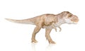 Tyrannosaurus Rex, Dinosaur isolated on white background Royalty Free Stock Photo