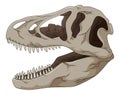 Tyrannosaurus rex dinosaur skull isolated on white background.