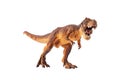 Tyrannosaurus rex  , Dinosaur on white background Royalty Free Stock Photo