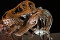 Tyrannosaurus rex fossil