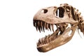 Tyrannosaurus Rex head on white isolated background with copyspace Royalty Free Stock Photo