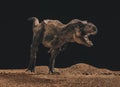 Tyrannosaurus rex isolated black background Royalty Free Stock Photo