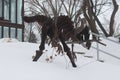 Tyrannosaurus Rex made from Steel with a Stick in his Mouth