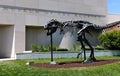 Tyrannosaurus rex at the Museum of the Rockies in Bozeman, Montana, USA Royalty Free Stock Photo