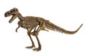 Tyrannosaurus Rex Skeleton Royalty Free Stock Photo