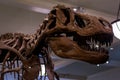 A tyrannosaurus rex skeleton head