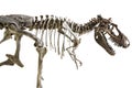 Tyrannosaurus Rex skeleton on isolated background Royalty Free Stock Photo