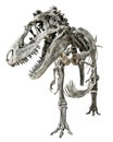 Tyrannosaurus Rex skeleton on isolated background Royalty Free Stock Photo